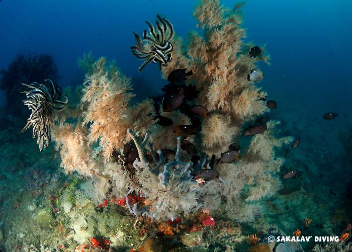 site specificities Nosy Be black coral diving